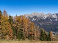 Imposanter Wilder Kaiser hinter goldenem Lärchenwald